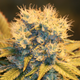 Papaya