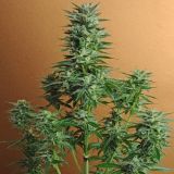 Snow White