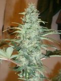 Super Skunk
