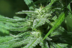 Afghani Special