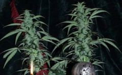 Northern Light Special