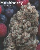 Hashberry