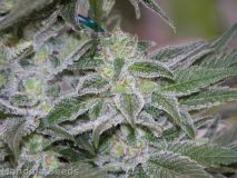Hashberry
