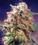 Haze #1