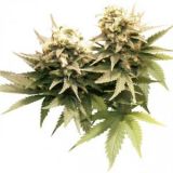 Masterkush
