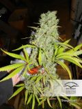 Orange Bud