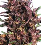 Purple #1