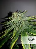 Durban Poison