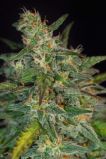 Cream Mandarine Fast Version