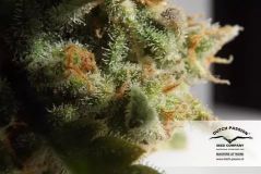 Skunk #1