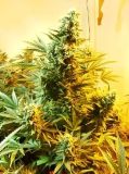 Skunk #1
