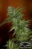 Skunk #1