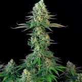 BubbleGum