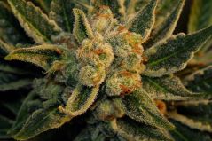 BubbleGum