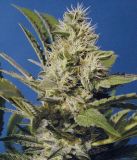 Chocolate Chunk