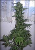 Chocolate Chunk