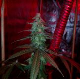Chocolate Chunk