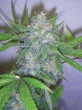Chocolate Chunk