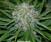 Critical Mass