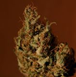 Critical Mass
