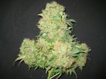 Critical Skunk
