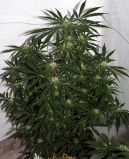 Early Skunk Haze