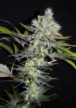 CBD Sweet n Sour Widow