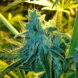 G13 Skunk