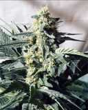 G13 Widow