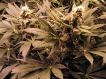 G13 Widow