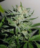 Heavy Duty Fruity
