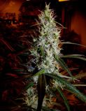 Heavy Duty Fruity