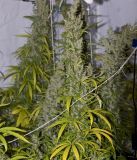 Mango Haze