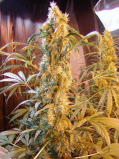 Mango Widow