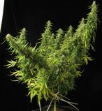 Mango Widow