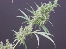 Neville's Haze x Mango