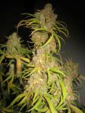 NL5 x Afghan