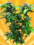 Chunky Skunk
