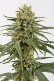 Amnesia Haze