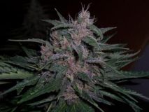 BC Blueberry