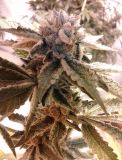 BC Kush