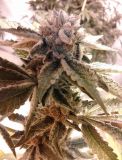 BC Kush
