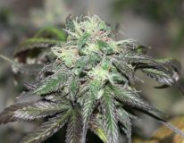 Purple Buddha