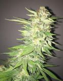 SoCal Masterkush