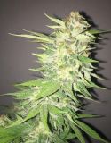 SoCal Masterkush