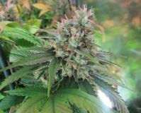 CBD God