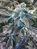 Girl Scout Cookies