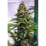 Apollo 13 Sativa