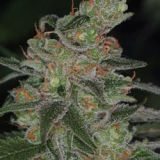 Apollo 13 Sativa