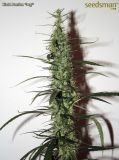 Hash Passion